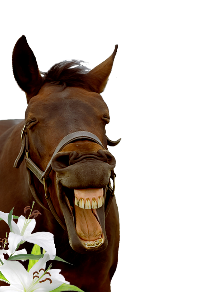 horse
