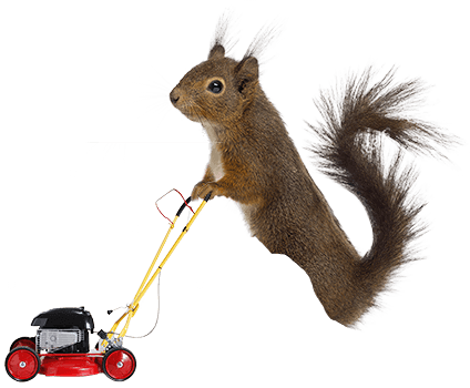 squirrel mowing